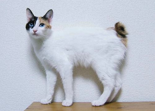 재패니즈 밥테일 고양이 (Japanese Bobtail) 성격 외모 특징 관리 팁