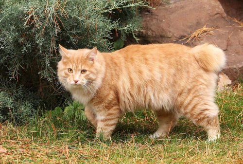 쿠릴리안 밥테일 고양이 (Kurilian Bobtail) 성격 외모 특징 관리 팁