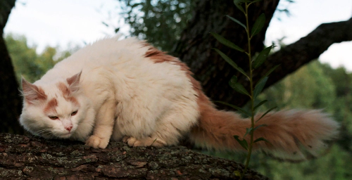 터키시 반 고양이 (Turkish Van) 성격 외모 특징 관리 팁