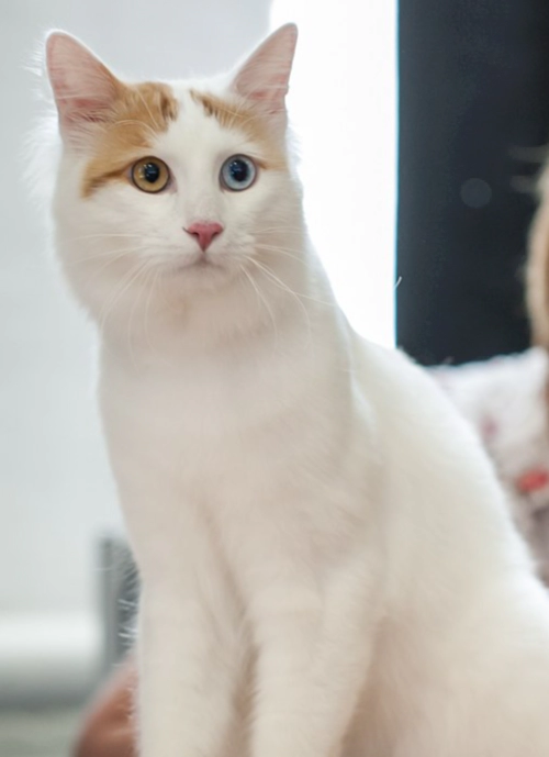 터키시 반 고양이 (Turkish Van) 성격 외모 특징 관리 팁