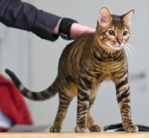 토이거 고양이 (Toyger) 성격 외모 특징 관리 팁