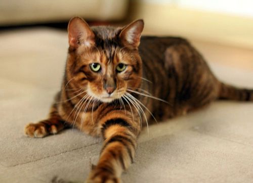 토이거 고양이 (Toyger) 성격 외모 특징 관리 팁