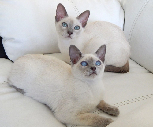 통키니즈 고양이 (Tonkinese) 성격 외모 특징 관리 팁