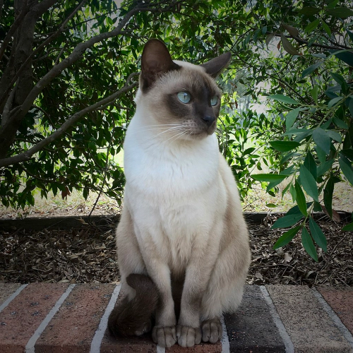 통키니즈 고양이 (Tonkinese) 성격 외모 특징 관리 팁