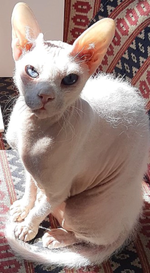 피터볼드 고양이 (Peterbald) 성격 외모 특징 관리 팁