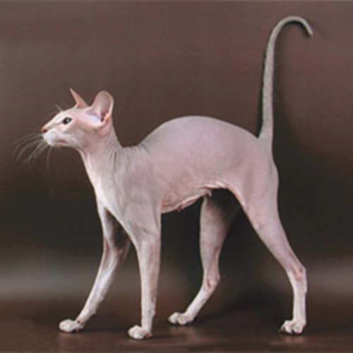 피터볼드 고양이 (Peterbald) 성격 외모 특징 관리 팁