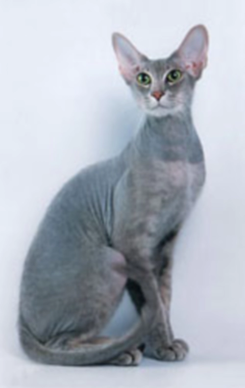 피터볼드 고양이 (Peterbald) 성격 외모 특징 관리 팁